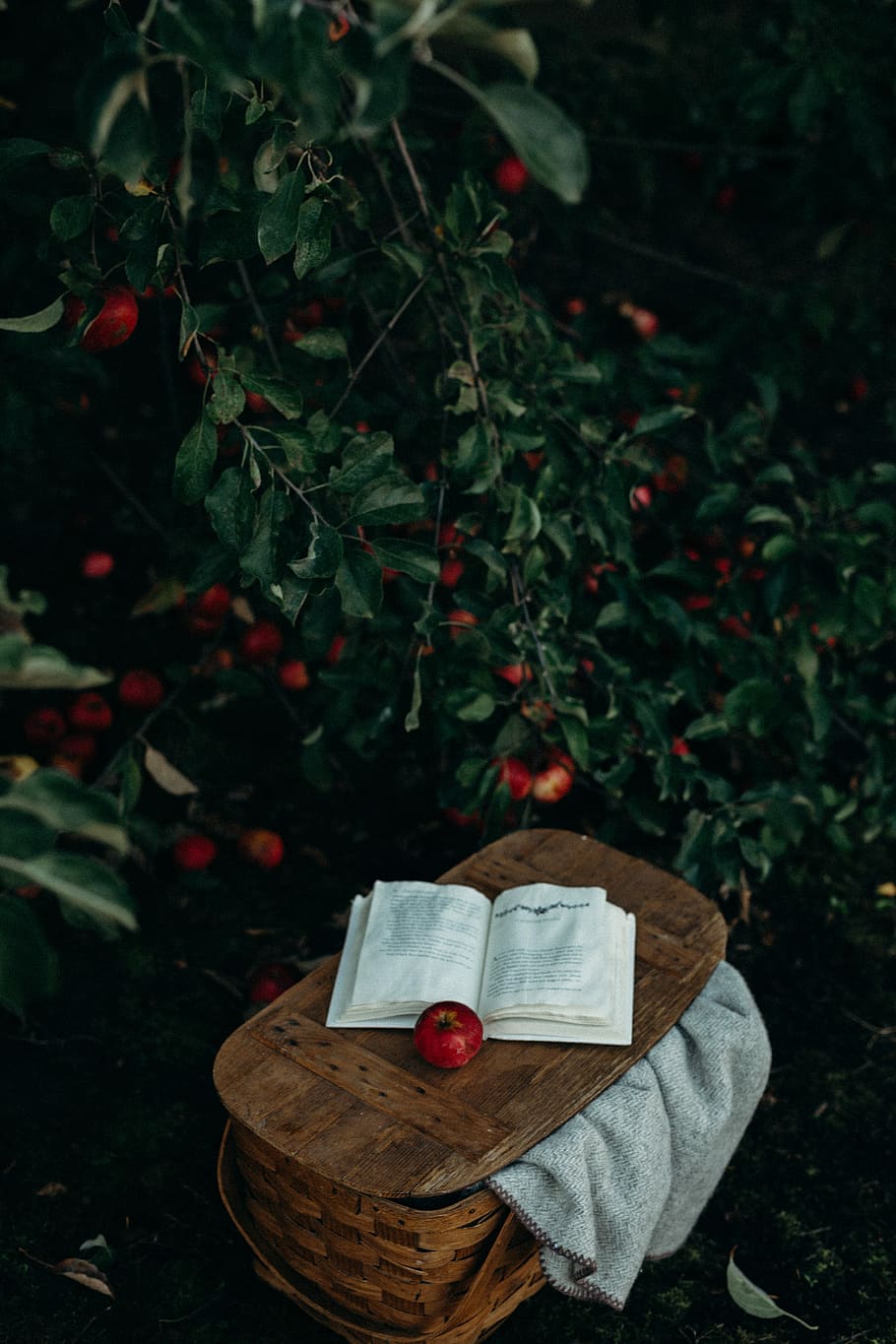 round red fruits, round red fruit and book on brown wicker picnic basket HD wallpaper