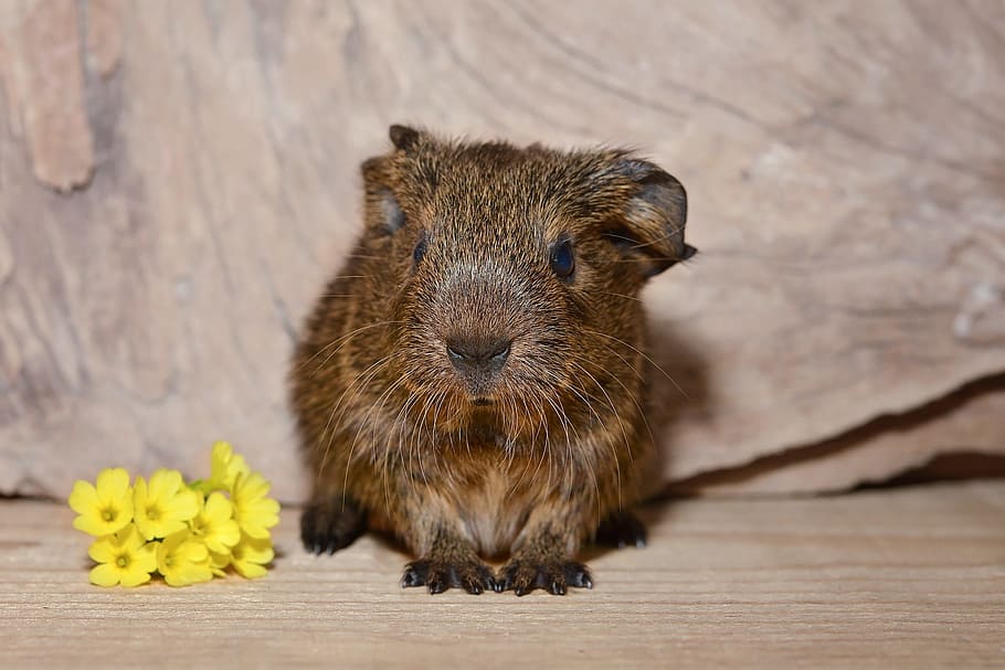 Guinea Pig, Baby Guinea Pigs, young animal, cute, rodent, nager, HD wallpaper