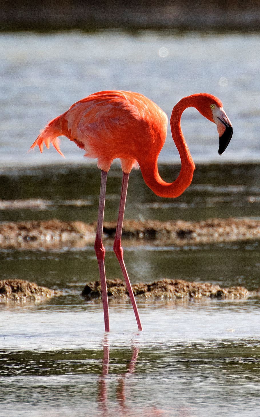 HD wallpaper: flamingo standing in water, cuba, bird, lagoon, wildlife,  nature | Wallpaper Flare