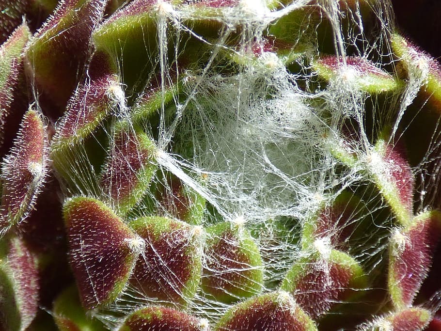plant, succulent, joubarde spider web, close-up, no people HD wallpaper