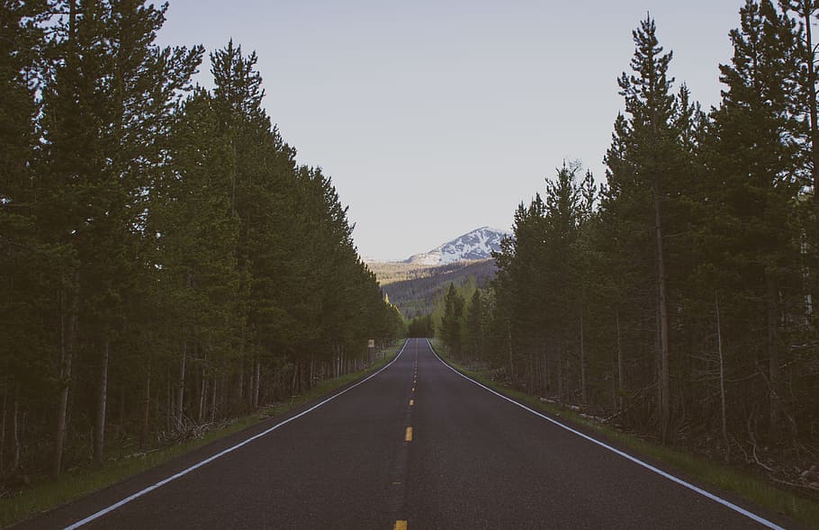 selective photograph of highway beside trees, black asphalt road beside green trees during daytime HD wallpaper