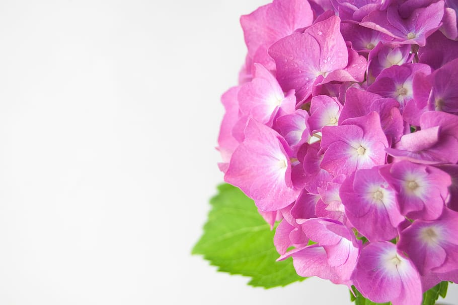 flower, hydrangea, vase, green, violet, rosa, furniture, flowers HD wallpaper