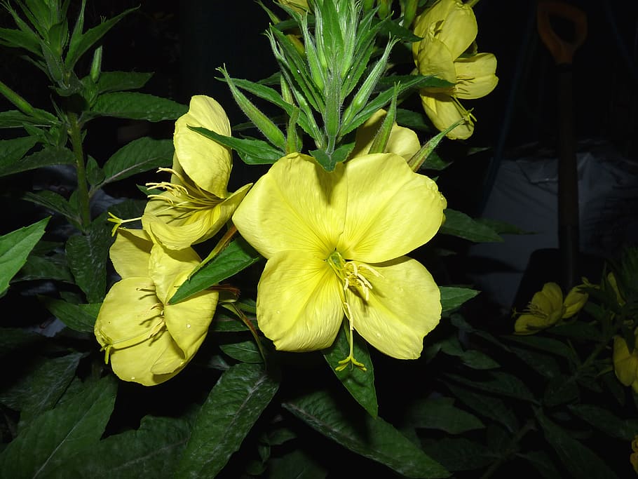 Yellow, Evening, Primrose, flower, nature, plant, leaf, petal HD wallpaper