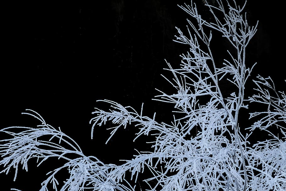 white tree twigs, white tree, grass, plant, dark, ice, black background HD wallpaper