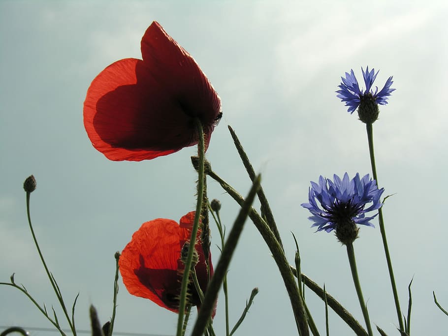 Poppy, Cornflower, Field, Spring, blossom, bloom, nature, plant HD wallpaper