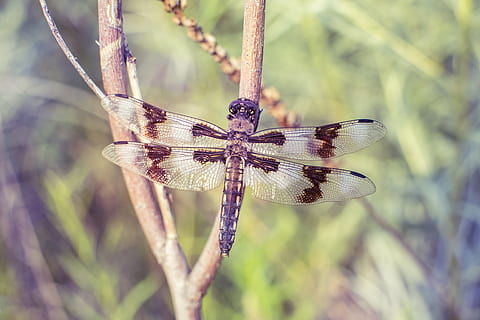 close-up photo of brown dragonfly perching on branch, insect HD wallpaper