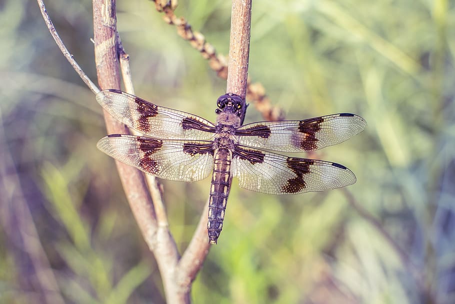 close-up photo of brown dragonfly perching on branch, insect HD wallpaper