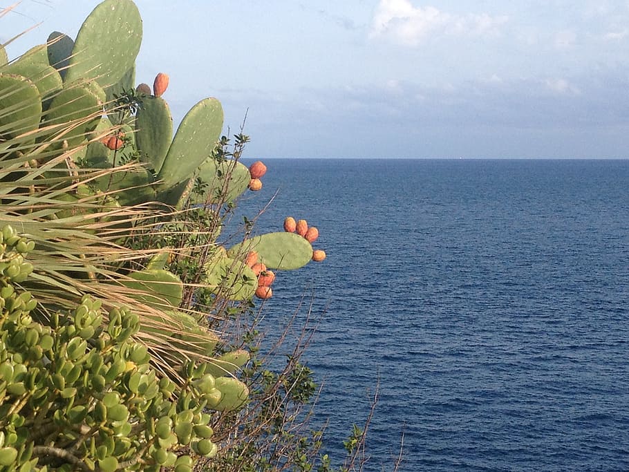 prickly pears, fig, sea, water, beauty in nature, sky, plant HD wallpaper