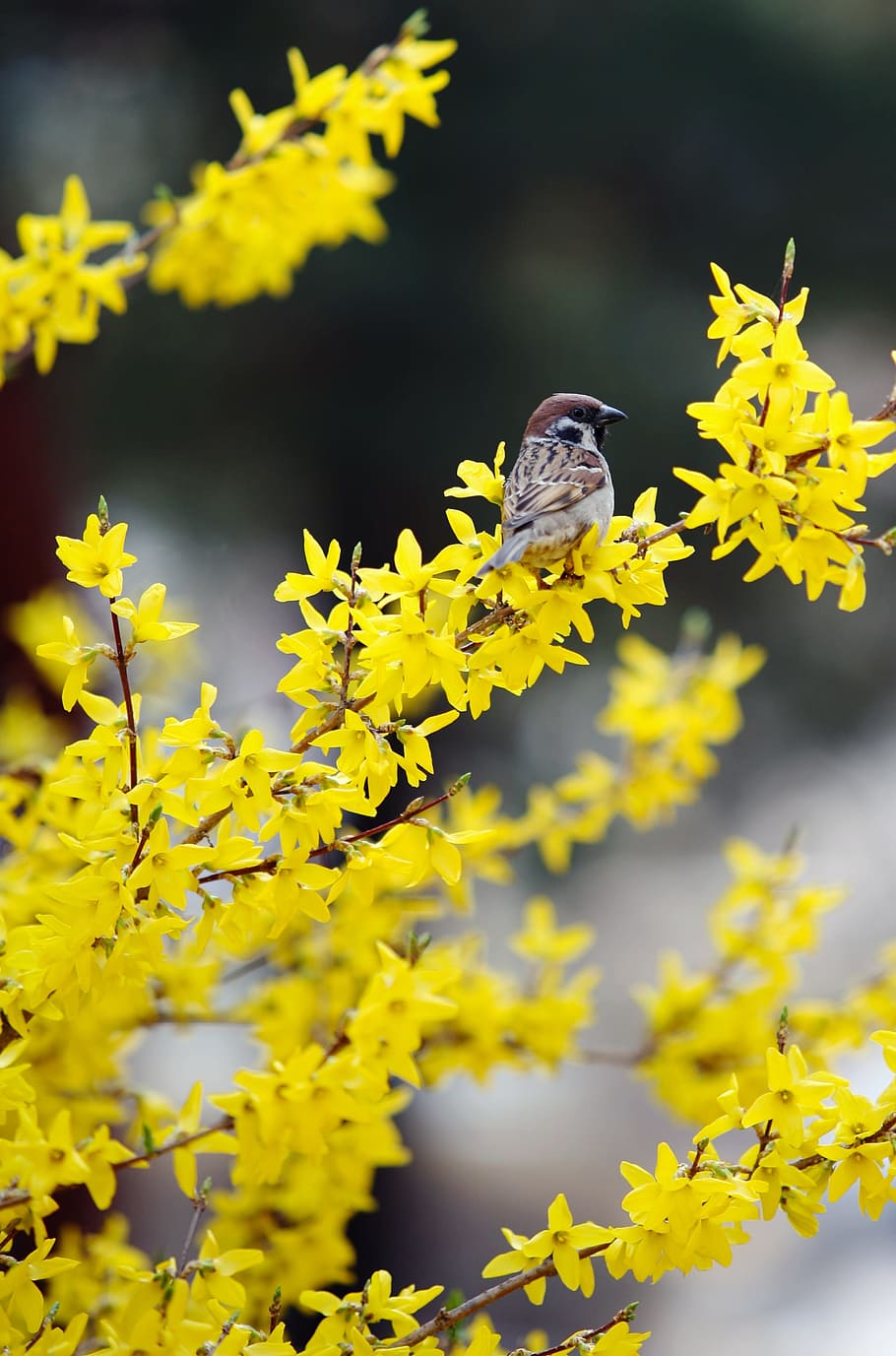 forsythia, sparrow, birds, spring, the city of fort, new, animal HD wallpaper