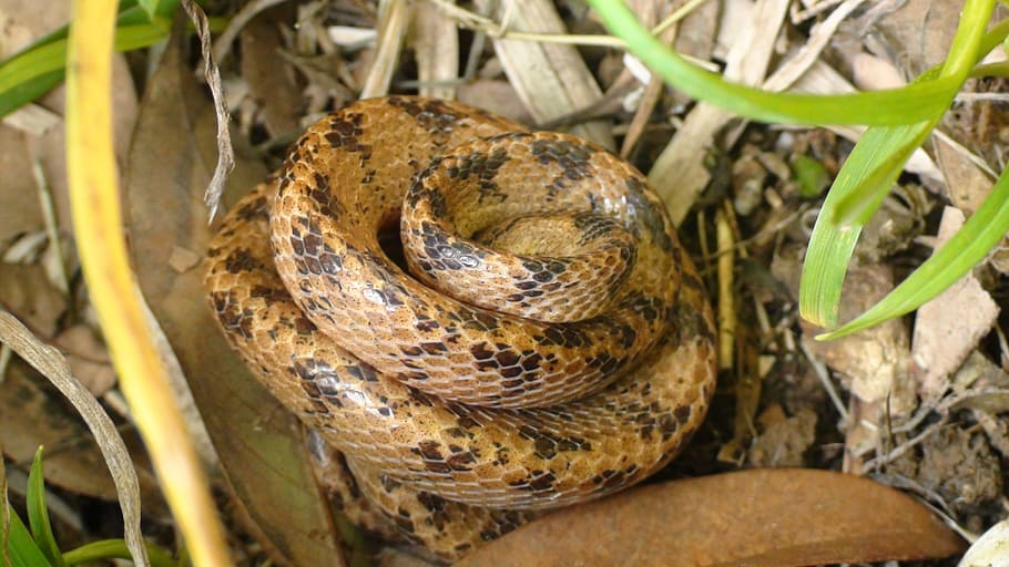 snake, reptiles, animal themes, animal wildlife, one animal HD wallpaper