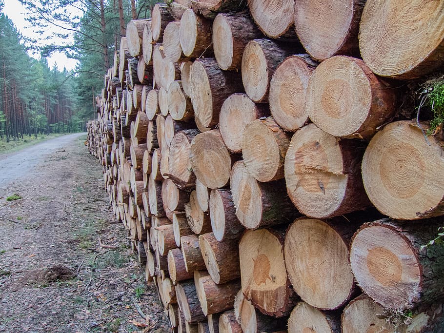 Wood, Slice, Stack, Pine, Cut, supported, tree, gardening, trunk HD wallpaper