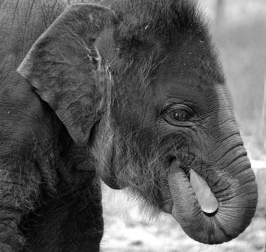 elephant, animals, wildlife, animal themes, mammal, one animal HD wallpaper