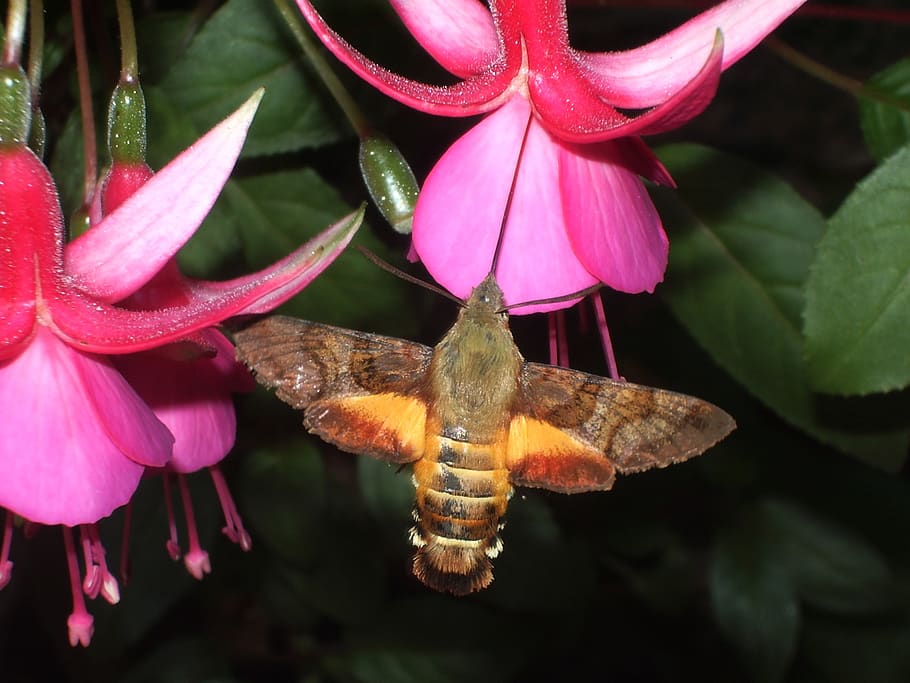 hummingbird, hawk-moth, fuchsia, flower, flowering plant, beauty in nature, HD wallpaper