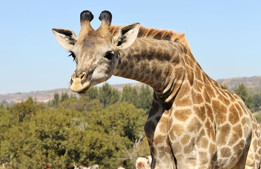 close-up photo of giraffe, Curious, Wild, inquisitive, animal HD wallpaper