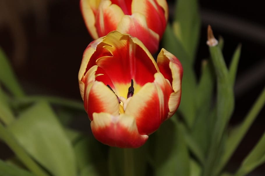 Tulip, Spring, Flower, Blossom, Bloom, early bloomer, schnittblume HD wallpaper