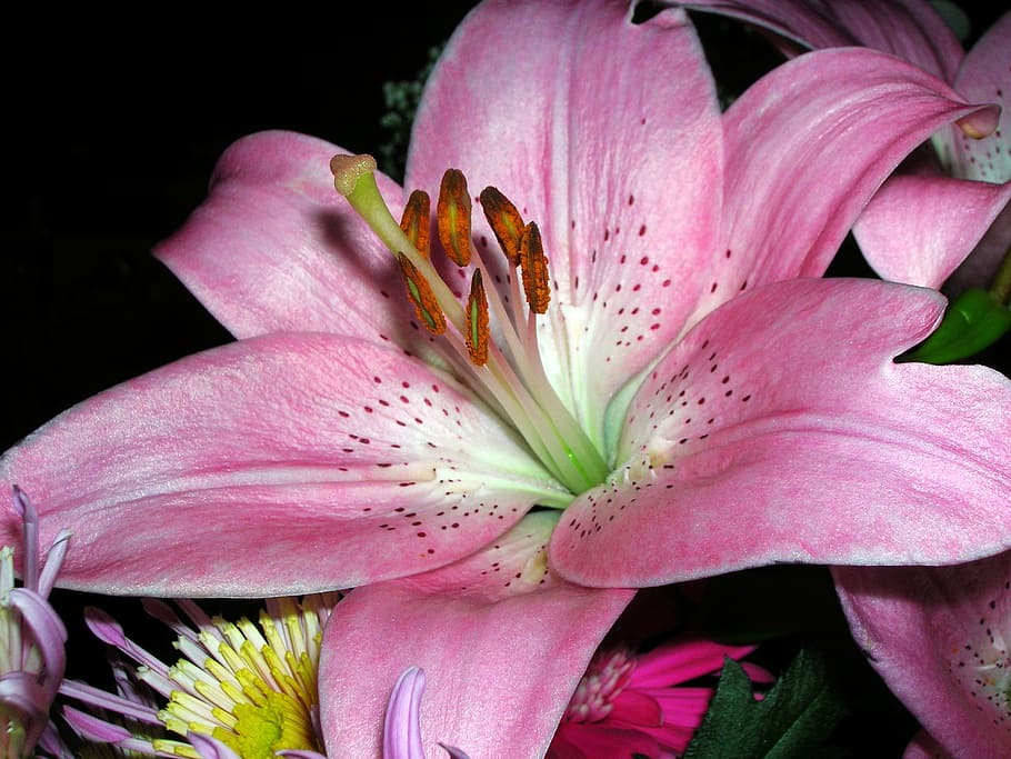 plant, flora, lys, flowering plant, fragility, petal, vulnerability HD wallpaper
