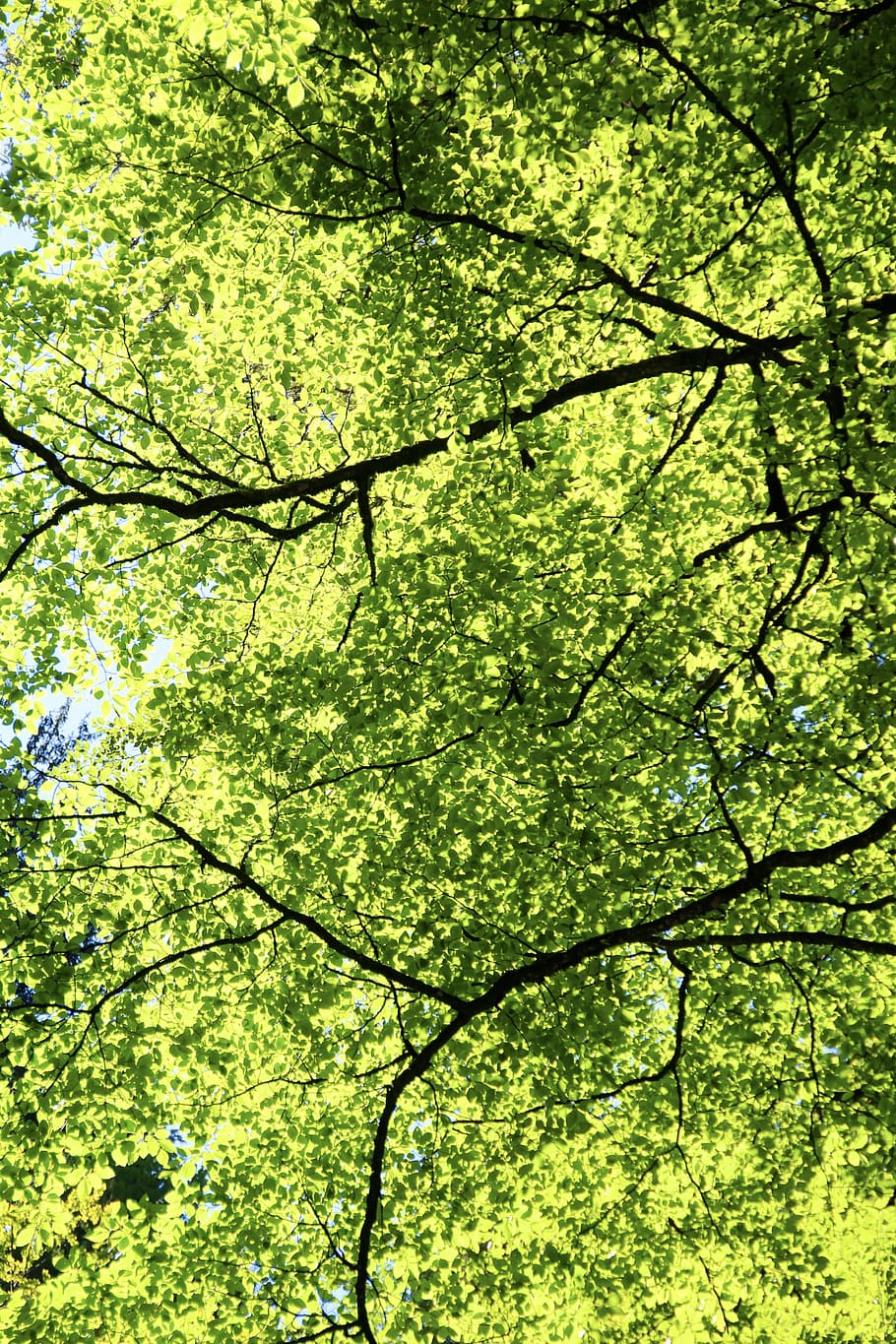 forest, leaves, green, leaf, foliage, trees, nature, plant HD wallpaper