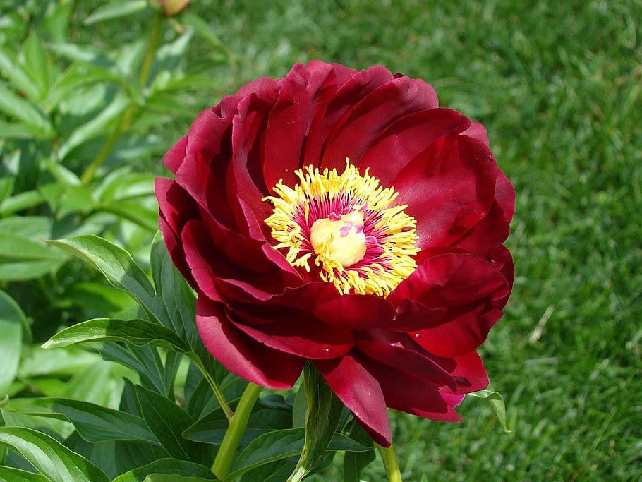 selective focus photography of red peony flower, garden, spring HD wallpaper