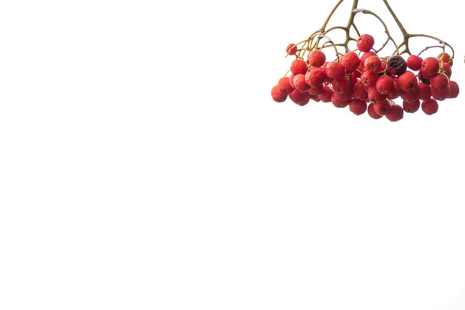 Berries, Tree, Environment, Nature, berry red, plant, fruit HD wallpaper
