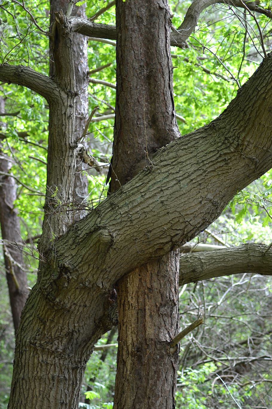 tree, hug, pudagla, eighth water, nature, forest, tree Trunk HD wallpaper