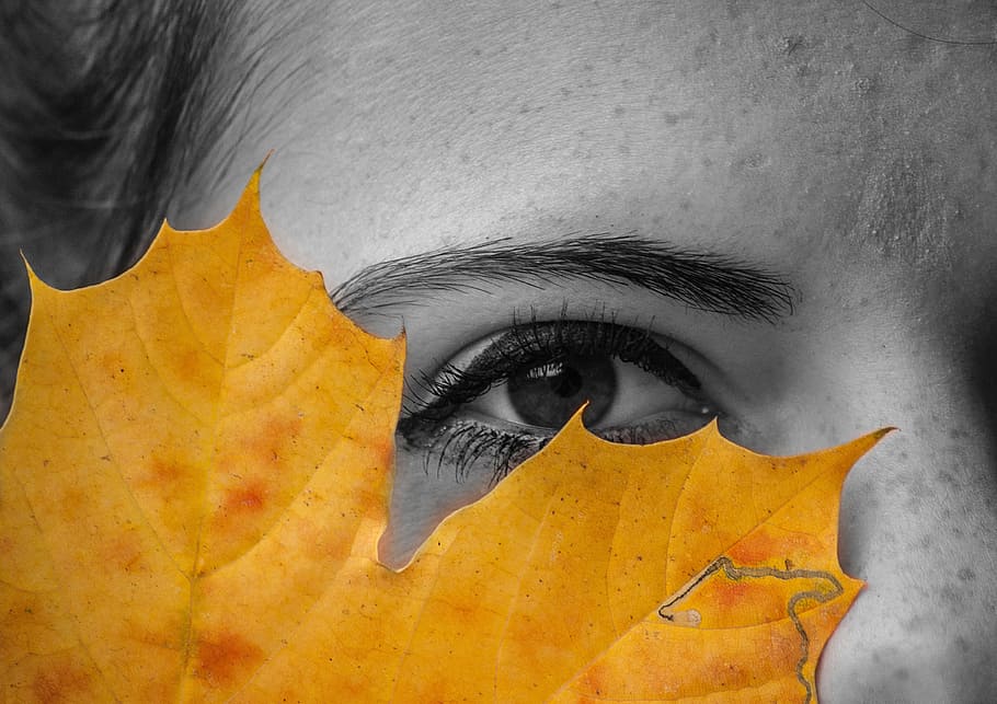 Eye, Sheet, Autumn, human Face, leaf, people, yellow, close-up HD wallpaper
