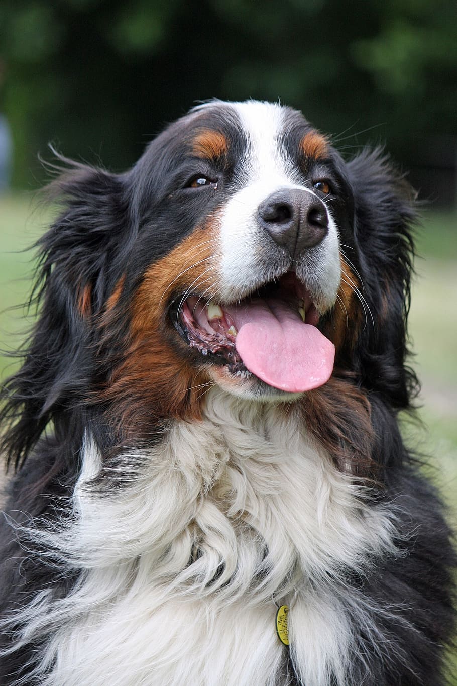adult Bernese Mountain dog, berner, sennenhund, portrait, pet