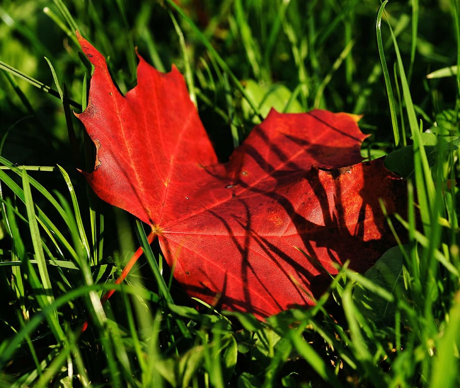 maple, maple leaf, autumn, leaves, nature, colorful, fall color HD wallpaper