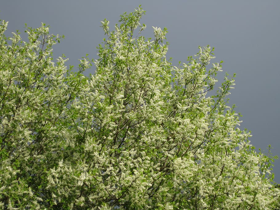 bird cherry, bird cherry flowers, sky, spring, early summer HD wallpaper