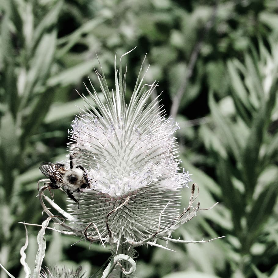 thistle, bumblebee, flower, close-up, plant, beauty in nature HD wallpaper