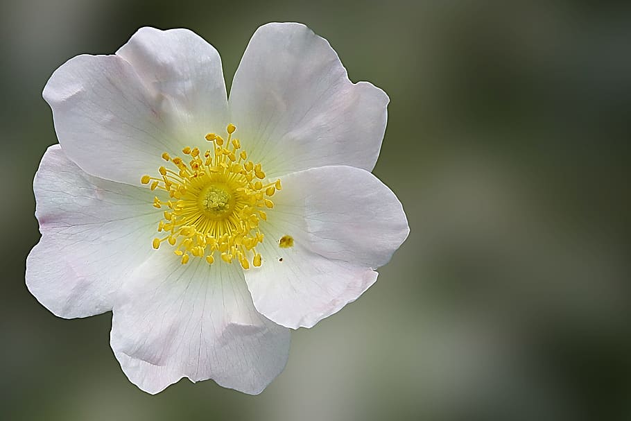 Wild Rose, Blossom, Bloom, Flower, rose family, pink, fragrance HD wallpaper
