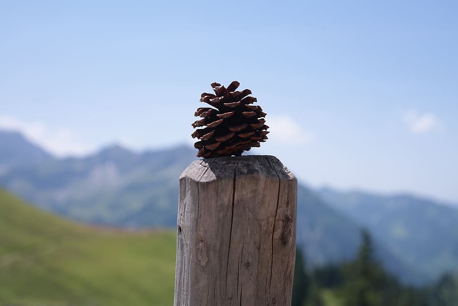 Pine Cones, Tap, Strobilus, conifer cones, seeds, mountain HD wallpaper