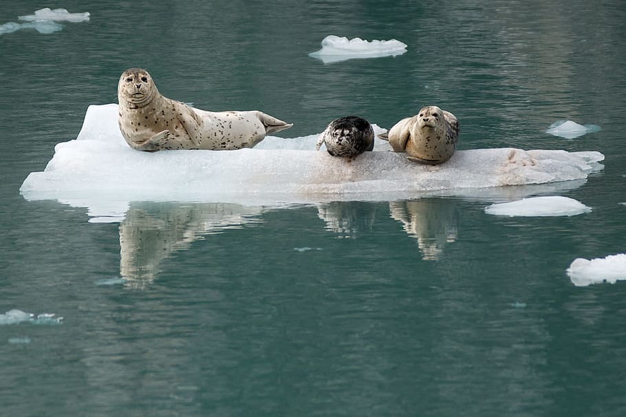 Harbor Seals, Ice, Coast, looking, alaska, kenai fjords national park HD wallpaper