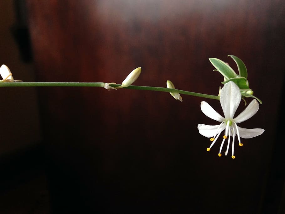 flower, bloom, blossom, springtime, freshness, youth, budding HD wallpaper