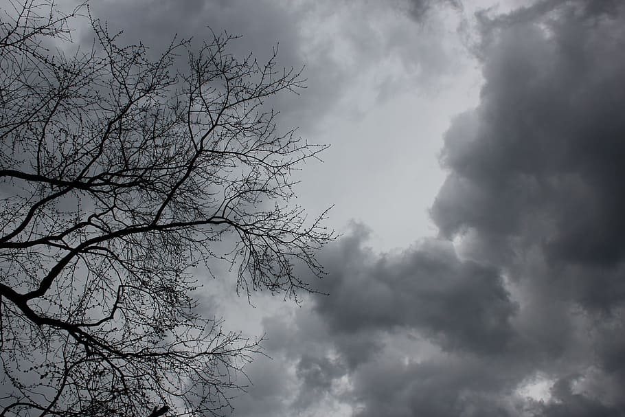 low angle photo of bare tree and clouds, Dark, Storm, Nature HD wallpaper