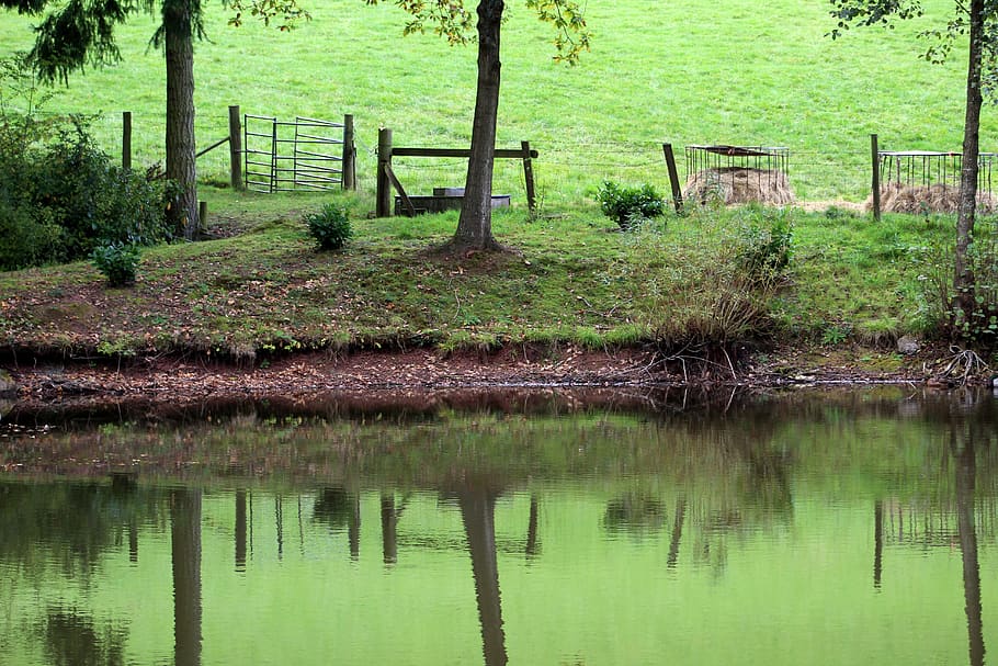 lake, reflection, green, water, plant, tree, tranquility, nature HD wallpaper