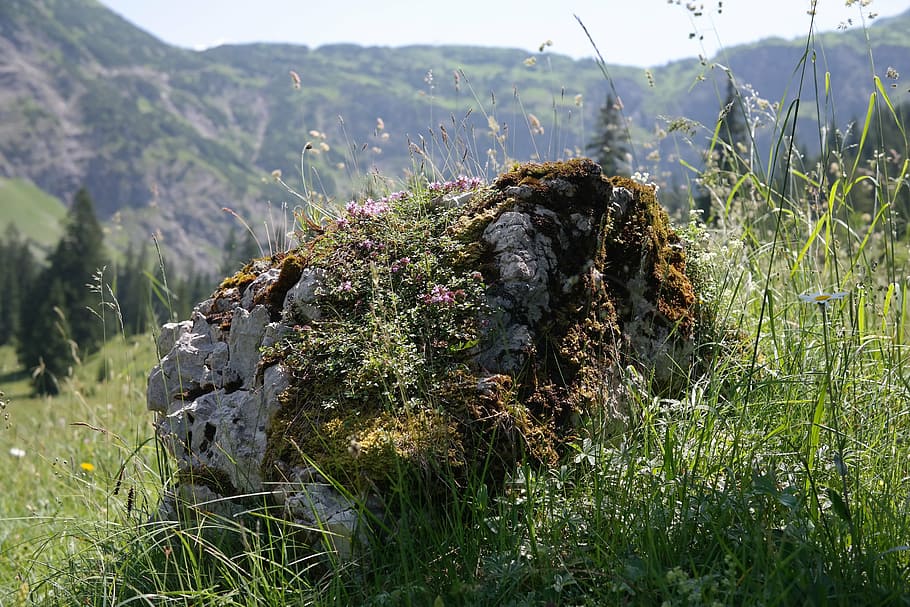 stone, limestone, rock, alpine, landscape, idyll, behind steiner tal HD wallpaper