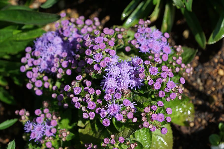 flowers, purple, bloom, spring, aroma, perfume, active substance HD wallpaper
