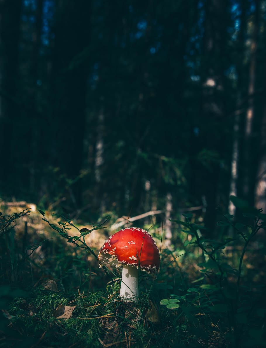 red cap mushroom surrounded by grass in forest, selective focus photo red mushroom on forest HD wallpaper