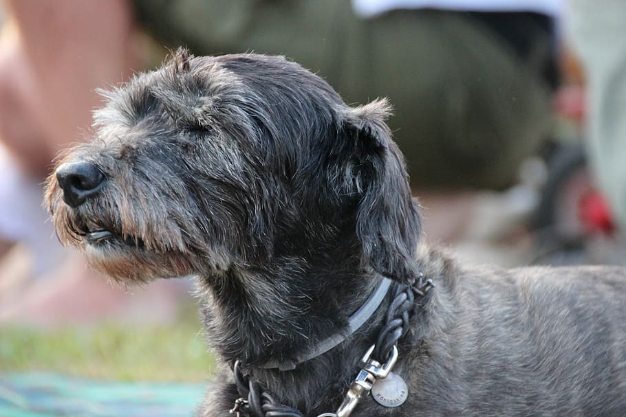 Dog, Senior, Old, Hybrid, grey snout, pet, portrait, companion, HD wallpaper