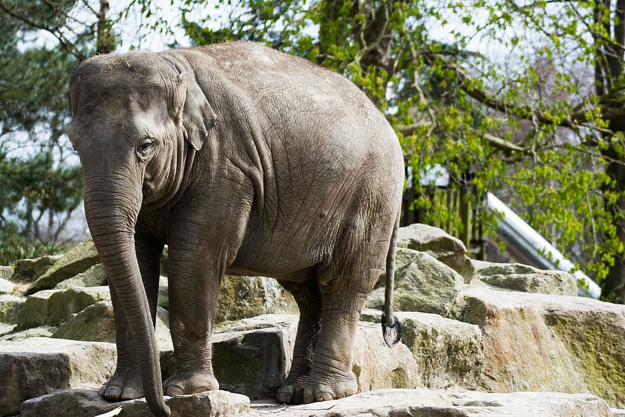 elephant standing on rock, zoo emmen, animal, hard, cute, africa, HD wallpaper