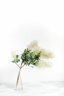 plant on vase, close up photography of white flowers with white background HD wallpaper