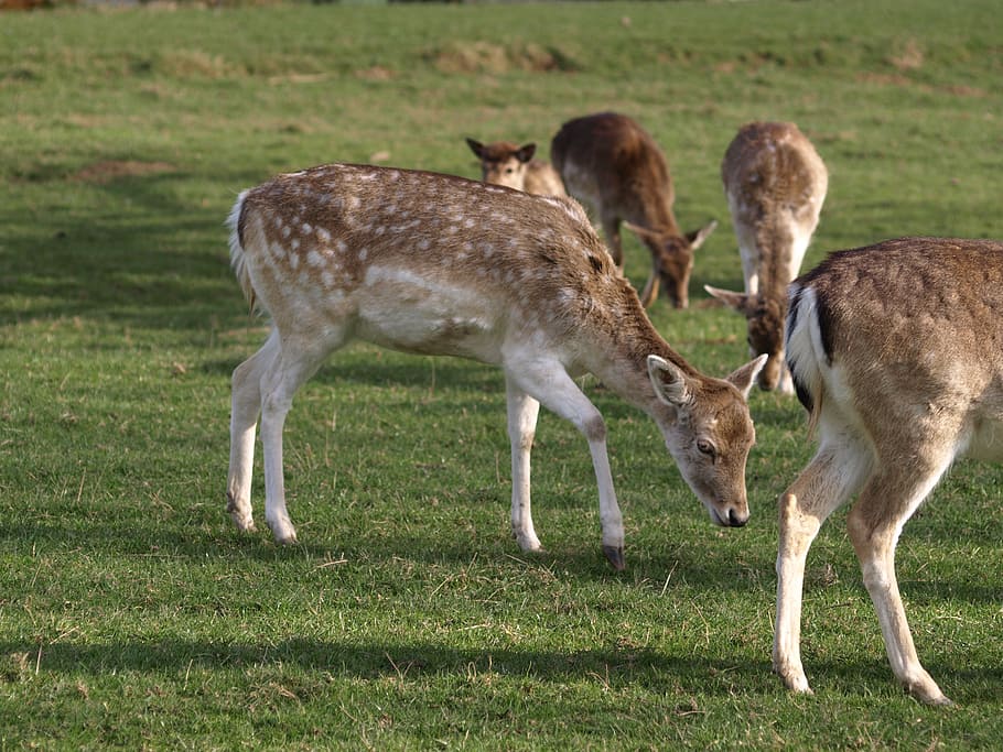 roe deer, nature, forest, scheu, mammal, animal, grass, animal themes HD wallpaper