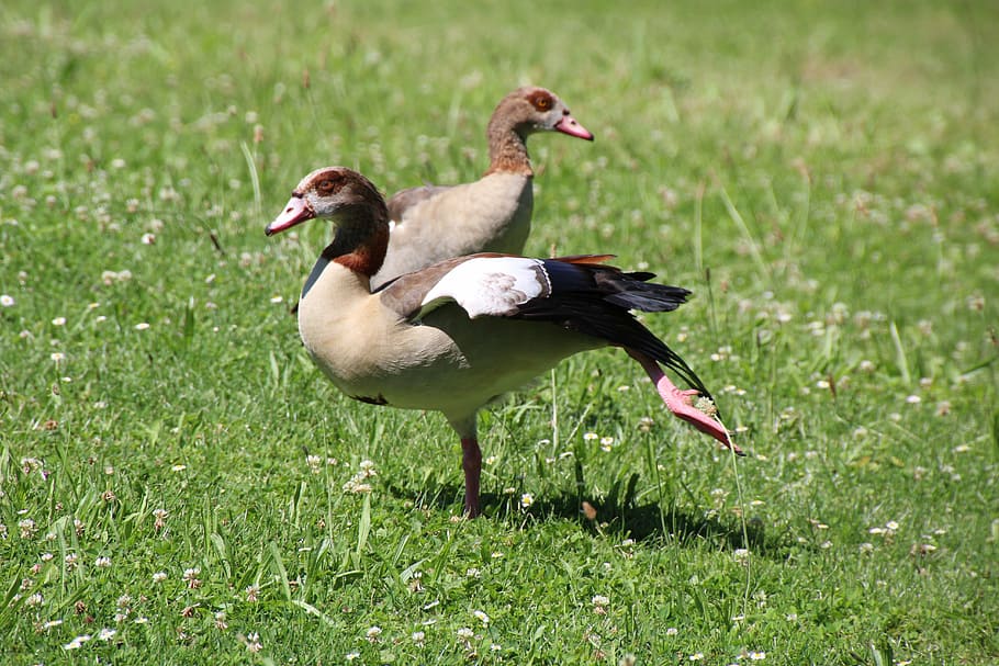 ducks, meadow, water bird, animal, nature, grass, outdoors HD wallpaper