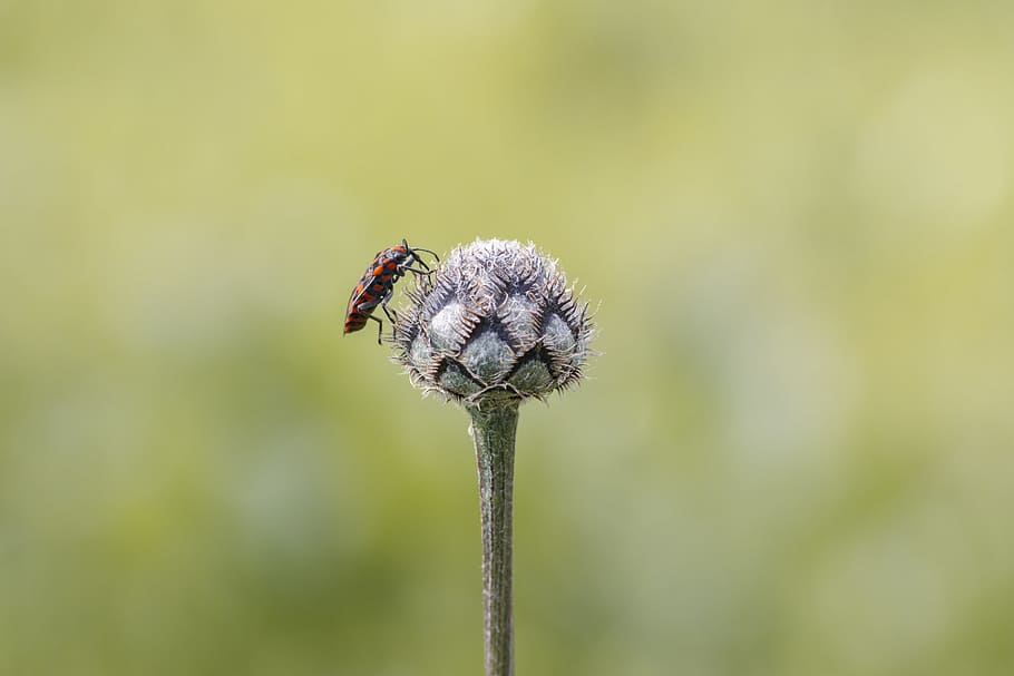 insect, macro, close, nature, wing, macro photography, flower HD wallpaper