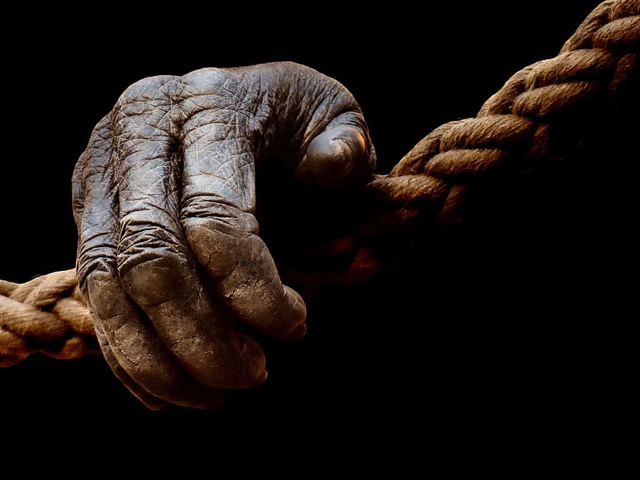 right human hand on brown rope, monkey, gorilla, black and white, HD wallpaper