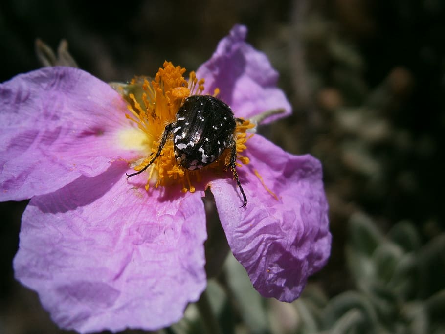 flowers, jara, steppe, vegetable, shrub, spring, insect, flowering plant HD wallpaper