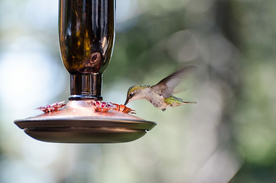 selective focus photo of green hummingbird, hummingbird beside bird food container HD wallpaper