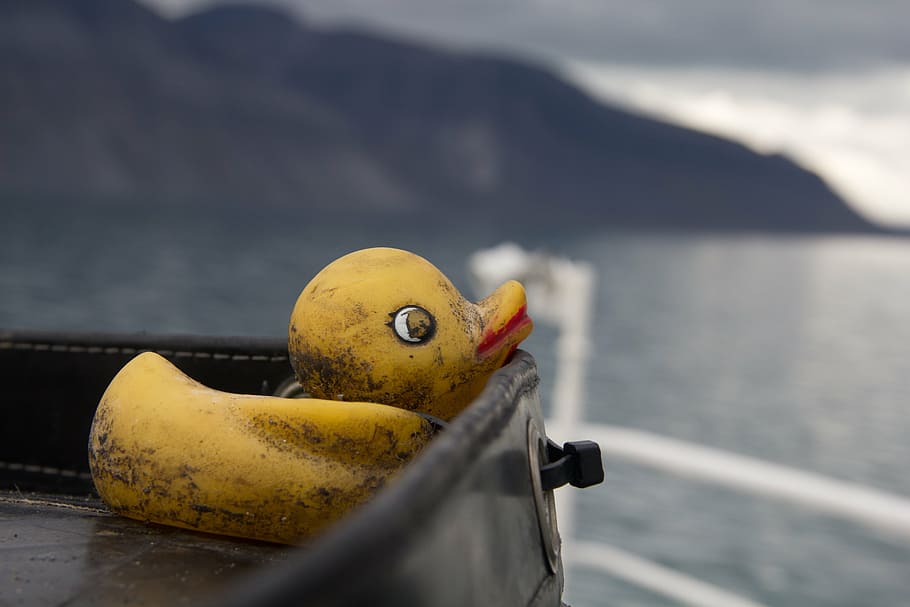 duck, arctic, sea, water, yellow, no people, nature, animal themes HD wallpaper