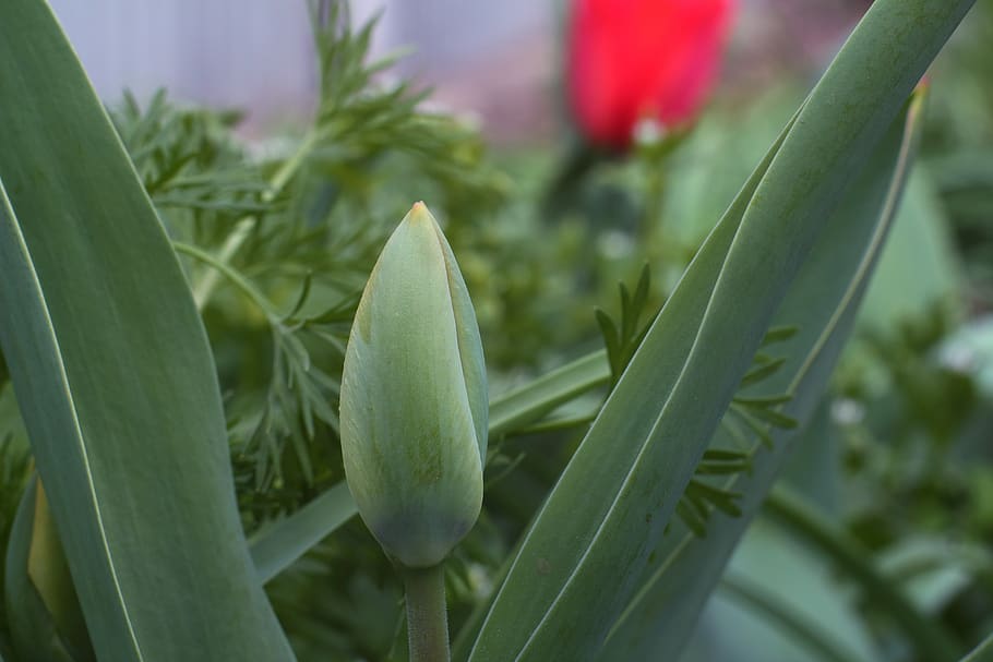 tulip, bud, red tulips, growth, plant, green color, close-up HD wallpaper