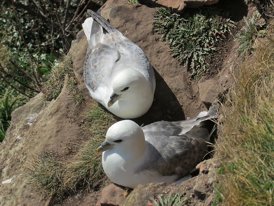 fulmars, seabird, nesting, cliff, coastal, ledge, animal wildlife HD wallpaper